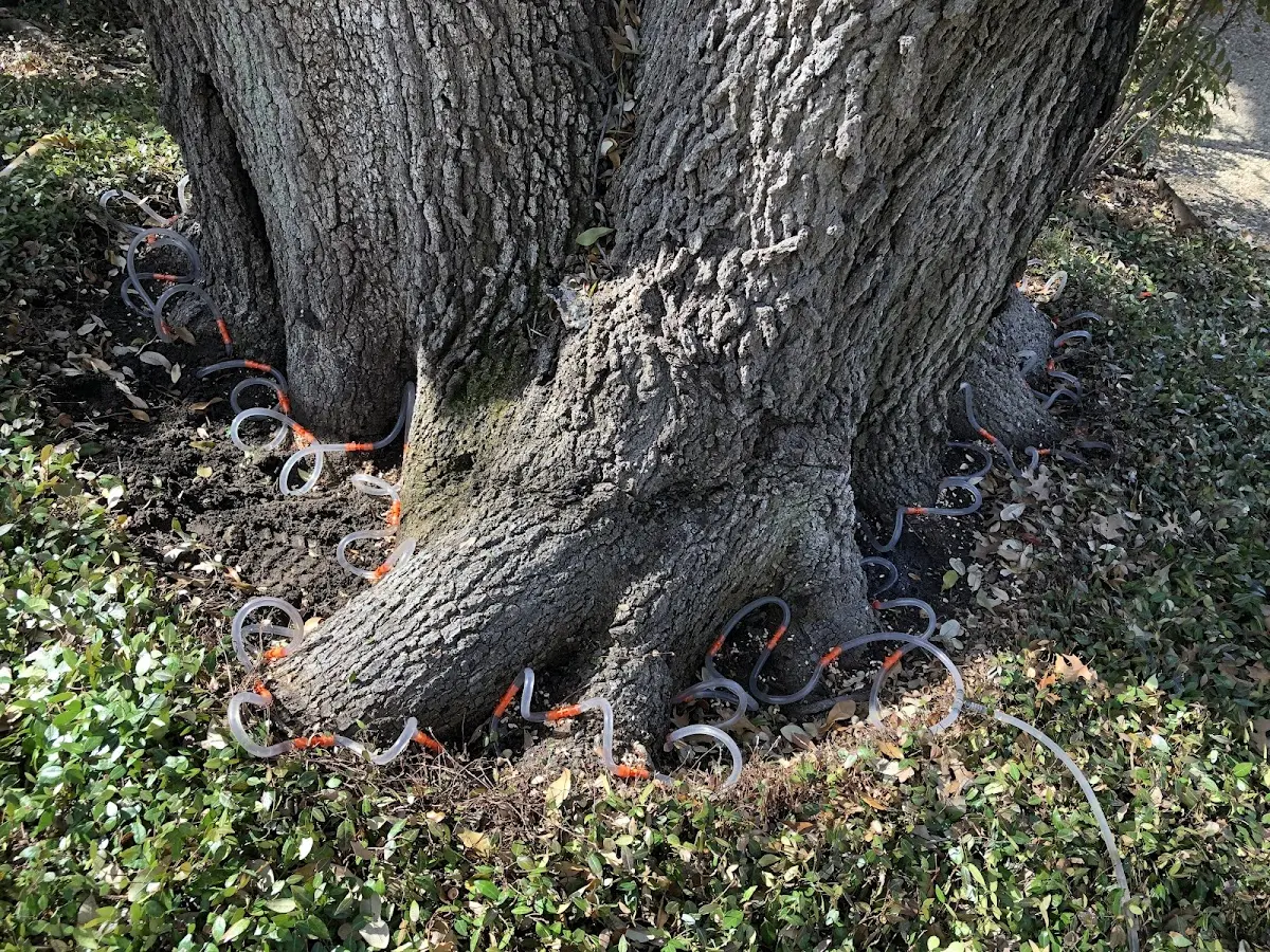 Detailed Shrub and Hedge Trimming job site in Dewey