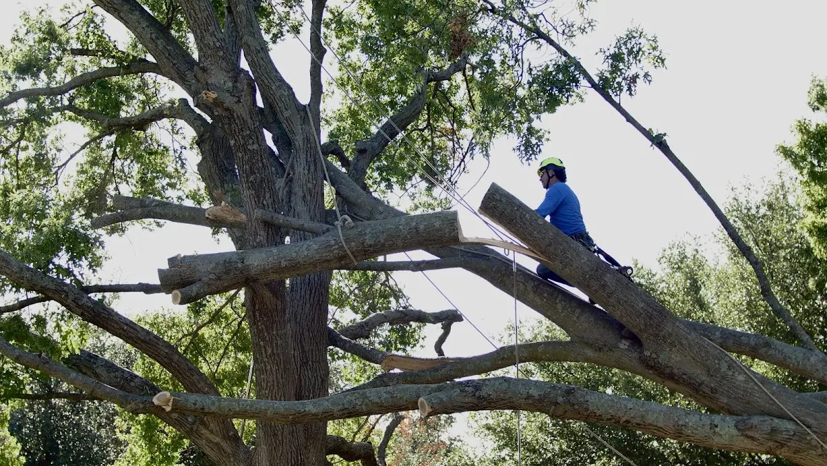Professional Crown Thinning performed by certified arborists in Dewey